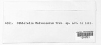 Image of Botryosphaeria malvacearum